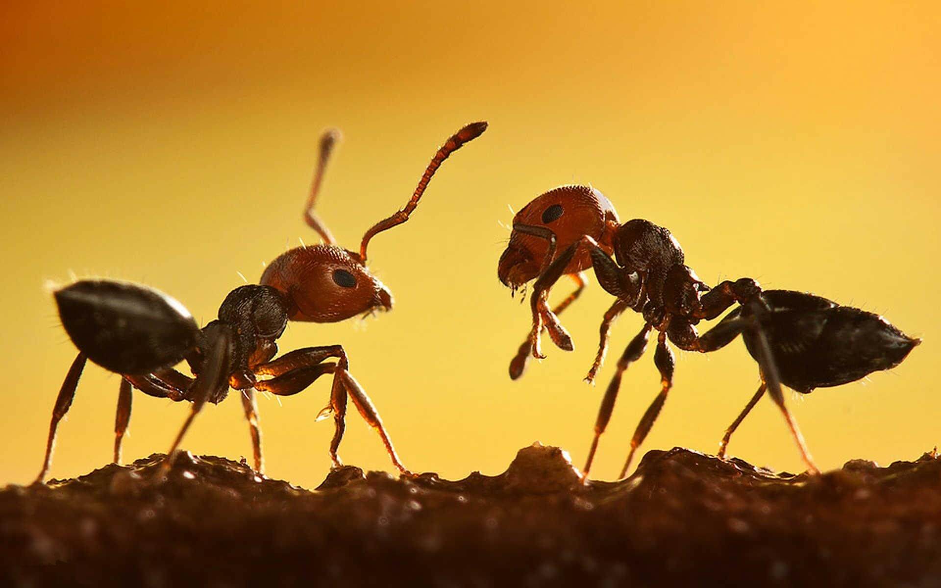 انشا دوم در مورد دیدن مورچه ای که باری را می کشد 